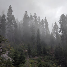 Load image into Gallery viewer, Sequoia