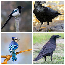Load image into Gallery viewer, Corvid Collection - April Fool&#39;s Day 2024

